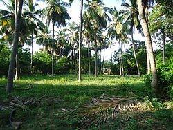 Palm Tree indhupanai