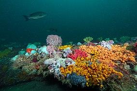 Scamp over invertebrates - Grays Reef NMS.jpg