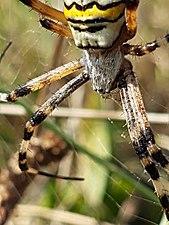 Nahaufnahme einer Wespenspinne.jpg