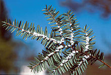 Adelges tsugae 1276001.jpg