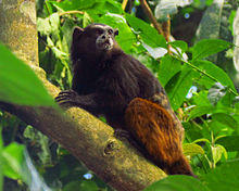 Brown-mantled Tamarin.jpg