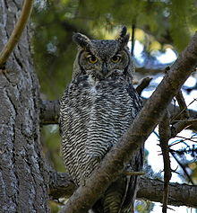 Bubo virginianus -Canada-6.jpg