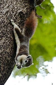Callosciurus finlaysonii - Finlayson's squirrel (variable squirrel).jpg