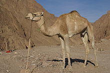 Camelus dromedarius on Sinai.jpg