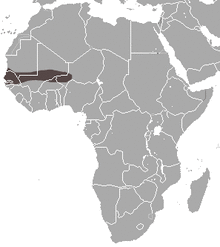 Cinderella Shrew area.png