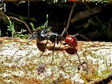 Giant Ant (Camponotus gigas) (6731241753).jpg