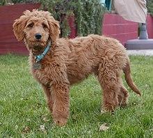 Golden Doodle Standing (HD).jpg