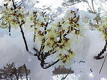 Hamamelis mollis0.jpg