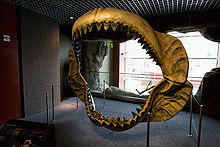 A dark-yellow megalodon jaw reconstruction with two rows of white teeth stained black on the top.