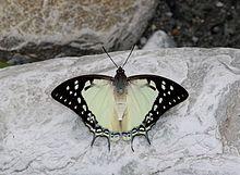 Open wing position of Charaxes eudamippus Doubleday, 1843 – Great Nawab (2).jpg