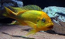 Petrochromis sp.Moshi.jpg