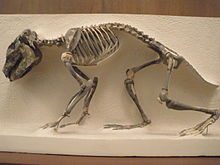 Propachyrucos ameghinorum AMNH.jpg