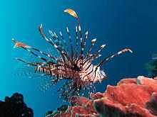 Red lionfish near Gilli Banta Island.JPG
