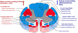 Spinal cord tracts - English.svg