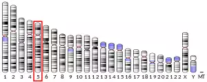 Chromosome 5 (human)