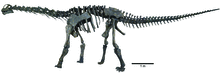 Colored Fig 36 Moabo Skeleton.tif