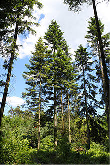 Abies grandis Rogów 6.jpg