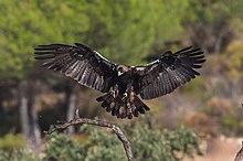 Aguila Imperial Entrando Al Posadero (125891767).jpeg