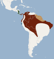 Distribution of Lophostoma silvicolum.png