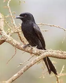 Fork-tailed Drongo (Dicrurus adsimilis) 2.jpg