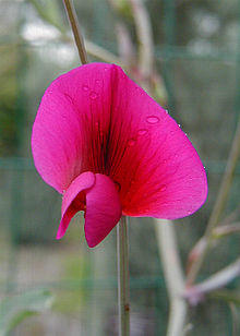 Lathyrus tingitanus1CEJO.jpg