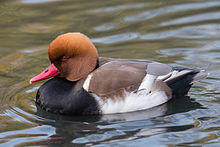 Netta rufina (Red-crested Pochard) Male, London Wetland Centre - Diliff.jpg