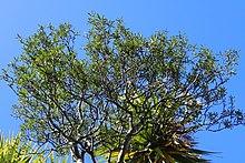 Pittosporum turneri kz01.jpg