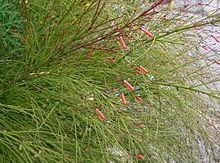 Russelia equisetiformis1.jpg