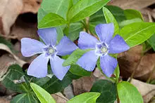 Periwinkle flowers