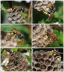 Wasp colony.jpg