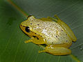 Heterixalus punctatus, Vohimana reserve, Madagascar.jpg