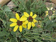 Berlandiera lyrata.jpg