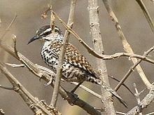 Campylorhynchus jocosus - cropped.jpg