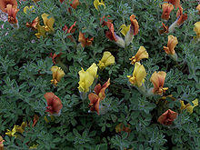 Chamaecytisus polytrichus.jpg