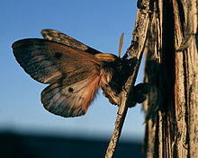 Coloradia pandora adult.jpg