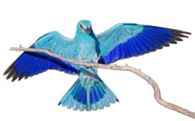 Coracias-garrulus-162.png