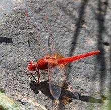 Crocothemis sanguinolenta OdonataMAP-8672.jpg