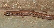 Günther's Writhing Skink Lygosoma guentheri by Dr. Raju Kasambe DSCN5376 (20).jpg