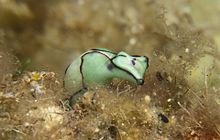 Haminoea cyanomarginata.jpg