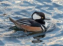 Hooded merganser male in Central Park (95790).jpg
