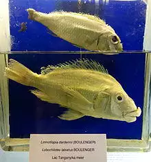Limnotilapia dardenni (top), Lobochilotes labiatus (bottom) - Royal Museum for Central Africa - DSC06856.JPG