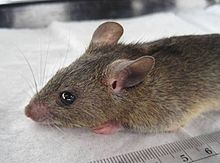 Mastomys natalensis.jpg