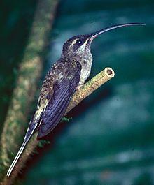 Phaethornis longirostris baroni.jpg