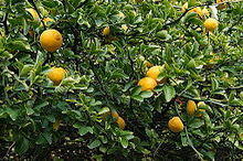 Poncirus trifoliata 1 JdP.jpg