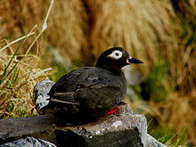 SpectacledGuillemot.jpg