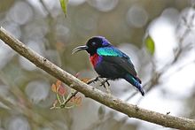 Splendid sunbird (Cinnyris coccinigastrus) male.jpg