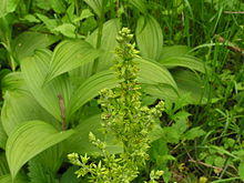 Veratrum veride2.JPG