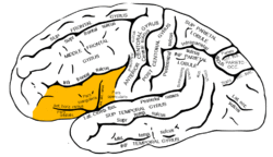 Gray726 inferior frontal gyrus.png