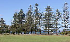 G.J. Walter Park Araucaria heterophylla trees.jpg