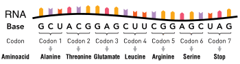 An RNA molecule consisting of nucleotides. Groups of three nucleotides are indicated as codons, with each corresponding to a specific amino acid.